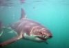 Great Whites Heading for Extinction Environment - Great whites heading - Shark