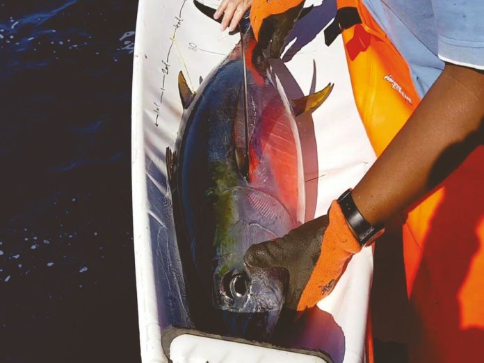 31 Aug - Tuna tagging