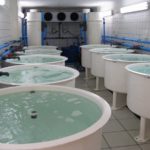 Aquaculture Investment Fund Achieves its First Milestone Aquaculture. A growing investment opportunity in South Africa