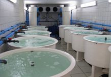 Aquaculture Investment Fund Achieves its First Milestone Aquaculture. A growing investment opportunity in South Africa