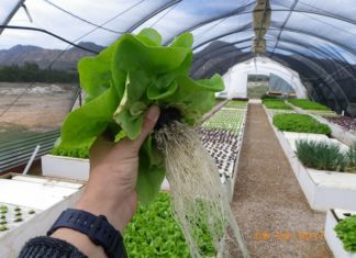 Aquaponics. A green light for aquaculture