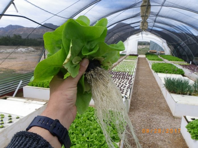Aquaponics. A green light for aquaculture