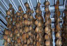 Abalone Farms Stress About Potential CITES Appendix II Listing