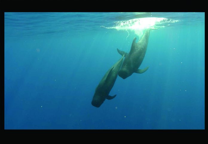 Pilot-Whale-descent-scene-from-Becoming-Visible-DVD-2018_-003