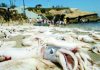 Rare Giant Squid Becomes Latest Museum Piece