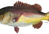 Report. Marine Linefish Research Highlighted