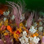 El Niño is Back, and Ocean Temperatures are Already Near Record Highs – that Can Spell Disaster for Fish and Corals