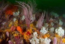 El Niño is Back, and Ocean Temperatures are Already Near Record Highs – that Can Spell Disaster for Fish and Corals