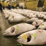 Fisheries Targeting Tuna Are Most at Risk from Climate Change