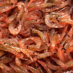 A Mixed Bag at CCAMLR but No Decision on Antarctic Measures