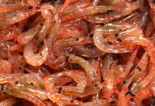 A Mixed Bag at CCAMLR but No Decision on Antarctic Measures