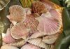 Aquaculture. Scallop Research On Hold for Now