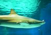 Shark Killings. Campaigns To Protect Species