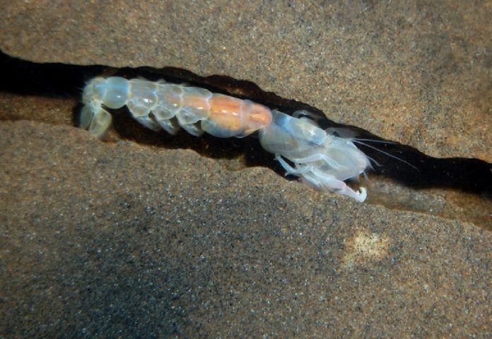 sandprawn