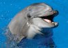Farewell to Gambit the Legendary Dolphin