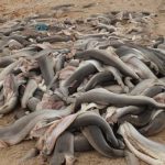 CITES CoP20 Delivers but it is Not All Good News