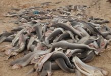 CITES CoP20 Delivers but it is Not All Good News