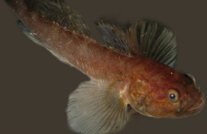 bearded goby Namibia