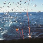 South Africa Renews Seabird Plan of Action