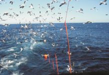 South Africa Renews Seabird Plan of Action