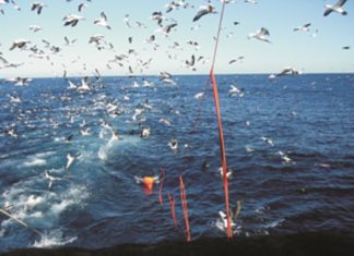 South Africa Renews Seabird Plan of Action
