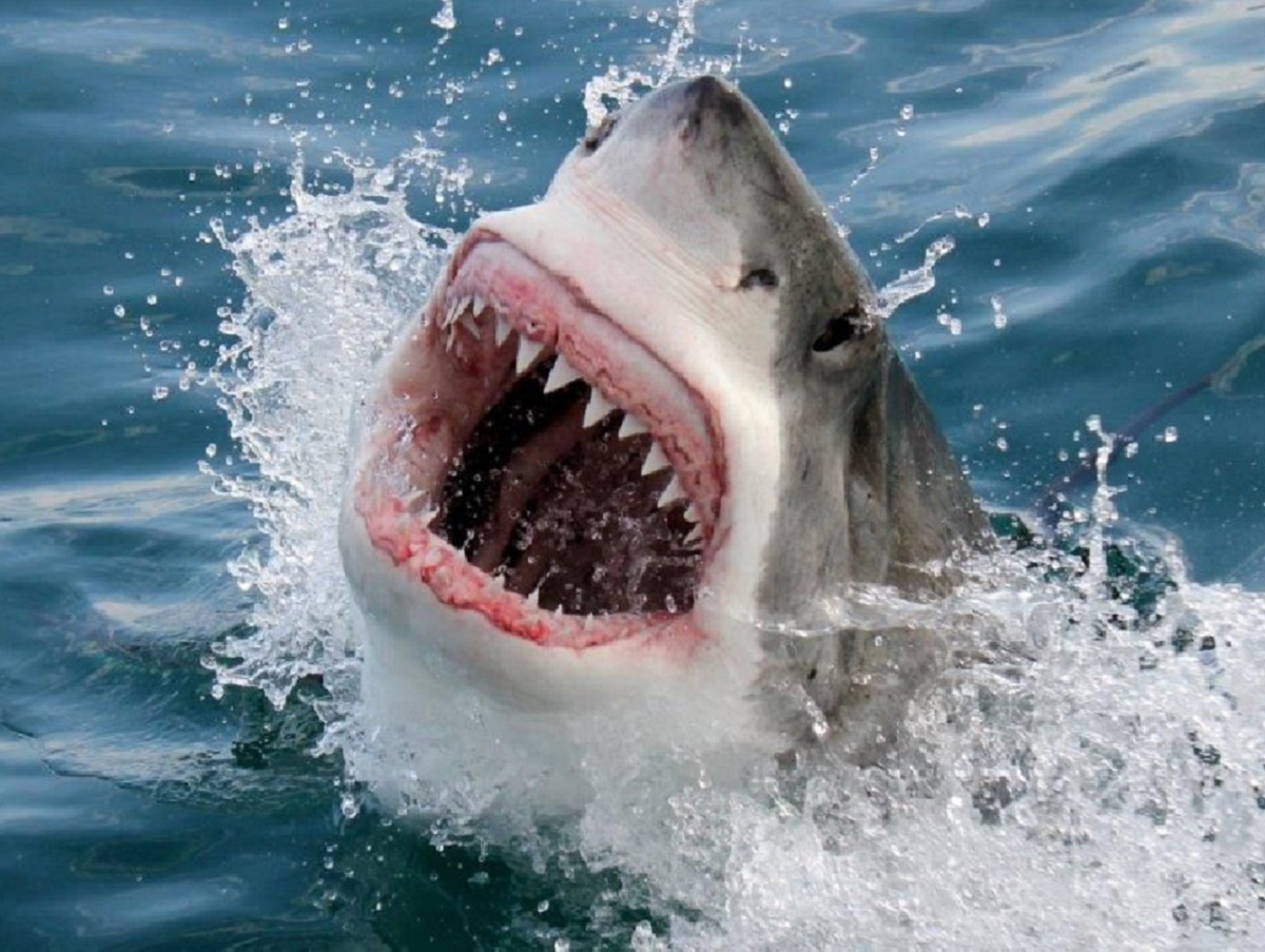 Up Close and Personal. The Great White Shark Mystery · Fishing Industry  News SA
