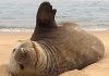 Rare Elephant Seal Beaching Excites Glentana Residents