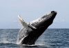 Whale Migrations: How New UN Treaty Aims to Protect Species on the High Seas