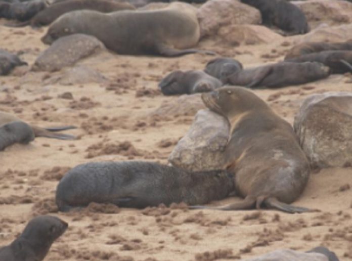 Cape-fur-seals-2