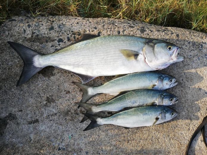 A 3.3kg shad caught by Durbanite, Sudesh Khelewan this week