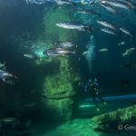 Global Conservation Educators Head to Cape Town