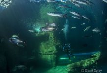 Global Conservation Educators Head to Cape Town