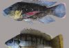 Marine Tilapia Incubator Project for Eastern Cape