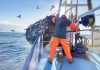 Ripple Effect. Second Hake Economics Report Looks at the Actual Cost of Fishing