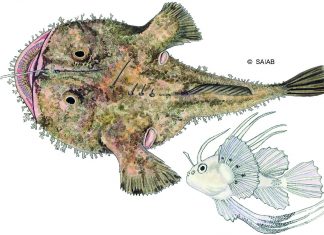 Namibia Bycatch Penalty Fees Official