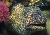 New Moray Eel Species from South Africa Identified
