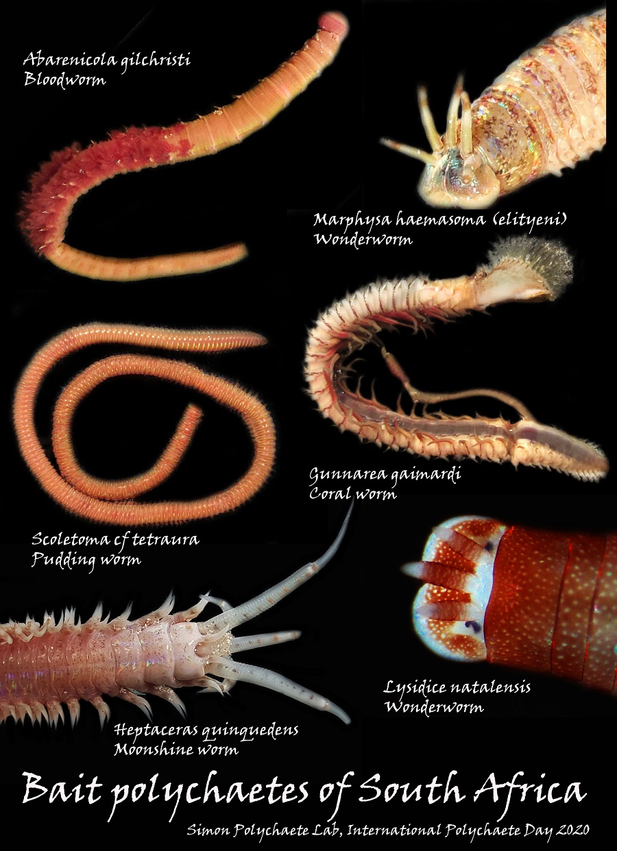 Bait Species An Interest In The Small Seemingly Ugly Fishing Industry News And Aquaculture Southern Africa