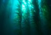 Namibia. Funding for First Large-Scale Kelp Farm
