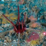 Global Seabed Mapping Reaches New Milestone