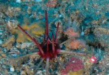 Global Seabed Mapping Reaches New Milestone