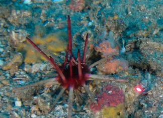 Global Seabed Mapping Reaches New Milestone