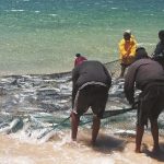 Artisanal Fishers Mourn the Loss of Traditions, Government Sees Opportunities
