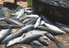 Living the Legacy. Trek Netting Yellowtail