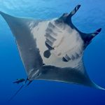 Most of the World Just Agreed on Something: A New Treaty to Protect Our Oceans