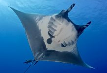 Most of the World Just Agreed on Something: A New Treaty to Protect Our Oceans