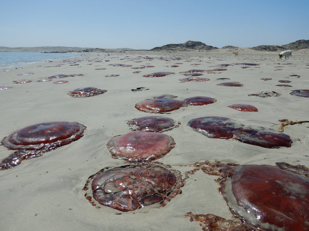 Namibia. Wave of Jellyfish not a Healthy Sign · Fishing Industry News