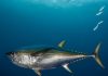 Overfishing of Yellowfin Tuna Back on the Table