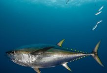 WWF-SASSI List Update