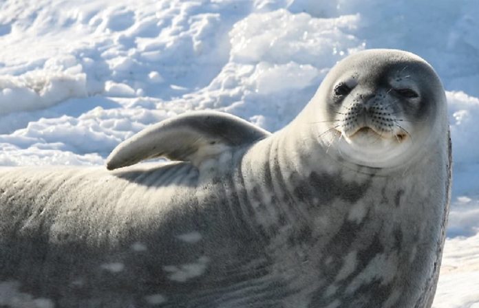 Antarctic seals
