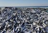 Arrival of Sardines in KwaZulu Natal Could be Imminent